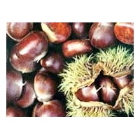 泰安高新區(qū)匯豐園藝場(chǎng)板栗苗