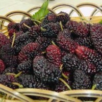 果桑優(yōu)良品種