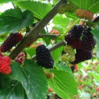 果桑苗 桃樹苗新品種 大紅袍石榴苗 金太陽杏苗