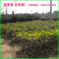 底價(jià)出售芒果樹苗/荔枝樹苗/龍眼樹苗/黃皮果苗/木菠蘿樹苗...