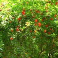 山東棗莊軟籽石榴，胭脂紅石榴