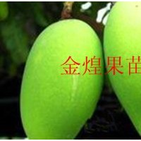 供應(yīng)芒果苗 金煌芒果 臺(tái)農(nóng)一號(hào) 象牙芒果 四季蜜芒 紅貴妃芒果等