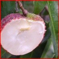 供應(yīng)荔枝苗 無核荔枝苗 妃子笑荔枝苗 糯米糍荔枝等等品種