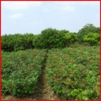 供應(yīng)龍眼苗 石峽龍眼苗 儲(chǔ)良龍眼苗 雙季龍眼苗等等品種