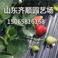 豐香草莓種苗，山東豐香草莓供應(yīng)商