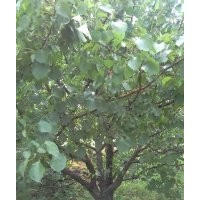 常年供應(yīng)山杏樹