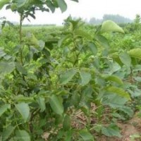 供應(yīng)河南核桃苗/核桃苗基地/核桃樹