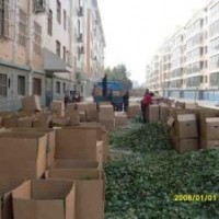 草莓苗品種 草莓苗哪里有 草莓苗哪里賣