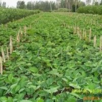 三葉一心草莓苗 五葉一心草莓苗 草莓苗優(yōu)質(zhì)品種