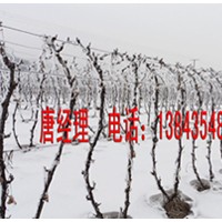 占地葡萄苗 占地葡萄樹(shù) 冬天不用埋