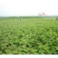 巨峰葡萄苗首選