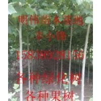 各種果樹小苗桃樹，梨樹，蘋果樹，核桃樹，柿樹，花椒樹等