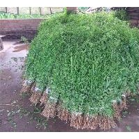 大量供應(yīng)黑龍江枸杞苗，哈爾濱黃菠蘿苗，