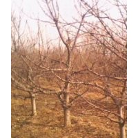 因修路出售山楂樹 蘋果樹 核桃樹 梨樹 國槐 白皮松