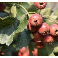 蘋果苗 核桃苗 山楂苗 櫻桃苗