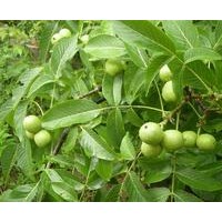 核桃苗，2cm以上核桃苗，占地核桃苗，大櫻桃苗，紅燈櫻桃苗