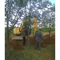 出售各規(guī)格柿子樹(shù)