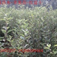 信濃紅蘋果苗煙富3號6號紅嘎啦紅將軍美八