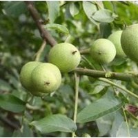 ★（山西民生苗圃）核桃苗 蘋果苗 葡萄苗 桃苗