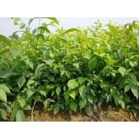 供應(yīng)核桃苗，嫁接的核桃苗，核桃樹(shù)