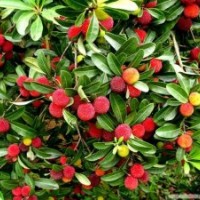 楊梅小苗批發(fā) 湖南楊梅小苗價(jià)格 湖南楊梅苗木