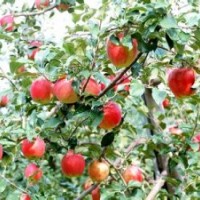 供應(yīng) 蘋果樹、梨樹、桃樹、山楂、板栗、柿子樹