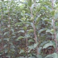 大量供核桃苗、蘋果苗、梨樹苗、山楂苗、櫻桃苗、柿子苗