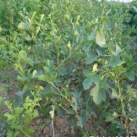 山楂苗 供應(yīng)山楂苗 大金星山楂苗