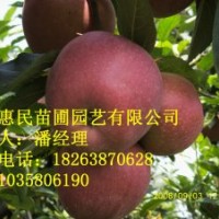 供應(yīng)山東泰安實生 嫁接蘋果樹苗 0.5-4公分占地蘋果樹