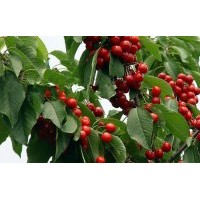 常年供應(yīng)櫻桃苗