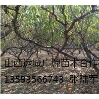 桃樹出售、大量6、7、8公分桃樹低價優(yōu)惠供應(yīng)