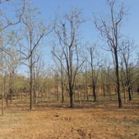 河北哪里有柿子樹草莓苗核桃樹