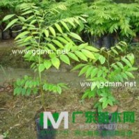 黃花梨/黃花梨樹種