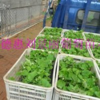 黑龍江哪賣營養(yǎng)袋茉莉香葡萄苗、純貝達(dá)葡萄苗