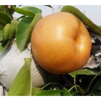 晚秋黃梨苗，愛宕梨樹苗，皇冠梨樹苗，圓黃梨苗