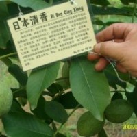 長(zhǎng)期供應(yīng)核桃苗