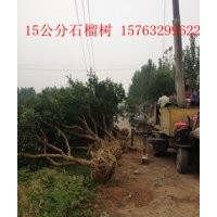 供應15公分石榴樹
