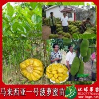 供應馬來西亞一號 六號 黃肉菠蘿蜜苗 樹菠蘿蜜 木菠蘿四季菠蘿蜜