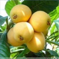 供應果苗 果樹 大五星枇杷 枇杷果苗 早鐘六號