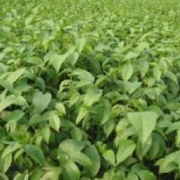 核桃苗實生苗核桃成品苗核桃苗基地核桃苗價格