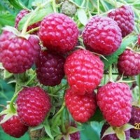 中林三號(hào)（大雙季）樹(shù)莓苗