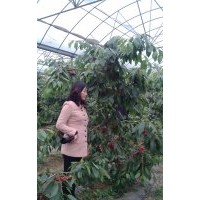 大量供應(yīng)大櫻桃樹苗