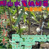 桃樹苗 水蜜桃樹苗 水蜜桃種苗