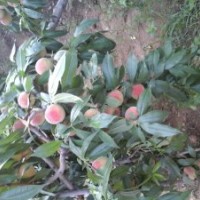 提供優(yōu)質(zhì)桃樹苗，桃樹占地苗