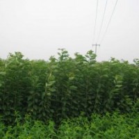 出售哈爾濱桃樹苗