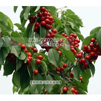 車?yán)遄訕涿缙贩N,新品種車?yán)遄用?嫁接車?yán)遄用?/></a>
<ul><li><a href=