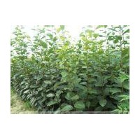 柿子苗山西柿子苗價(jià)格甜柿苗軟棗苗軟棗種子