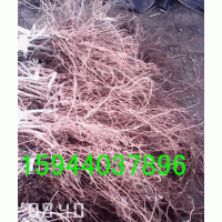 黑龍江省出售蜜汁葡萄苗、遼寧大連出售茉莉香葡萄苗