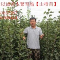 1公分山楂樹(shù)0.8以上山楂樹(shù)