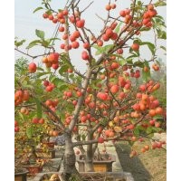 10長(zhǎng)壽公分長(zhǎng)壽果大苗，長(zhǎng)壽果盆苗，長(zhǎng)壽果小苗，蘋(píng)果苗，柿子苗